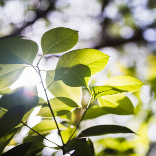 Produits de nettoyage vitre respectueux de la nature